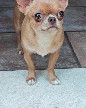 Chihuahua per monta