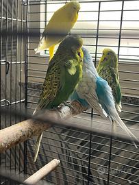 Ondulati inglesi pappagalli