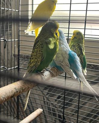 Ondulati inglesi pappagalli