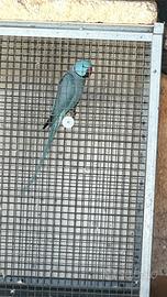 Pulli da imbecco parrochetti dal collare