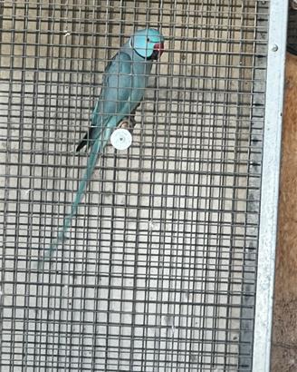 Pulli da imbecco parrochetti dal collare