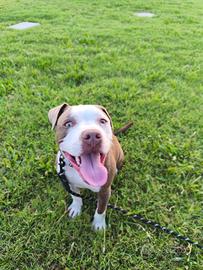 Pitbull Blue Nose 20 mesi