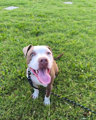 Pitbull Blue Nose 20 mesi