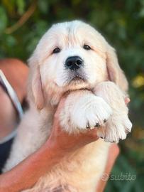 Cucciolo Golden retriever pronta consegna