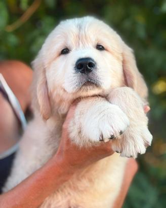 Cucciolo Golden retriever pronta consegna