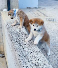 Akita inu