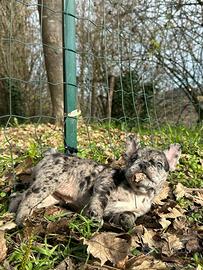 Cuccioli bulldog francese merle