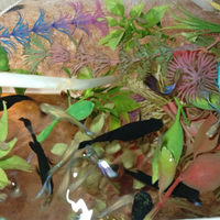 Pesci black Molly w guppy