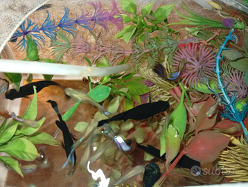 Pesci black Molly w guppy