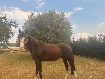 Cavallo