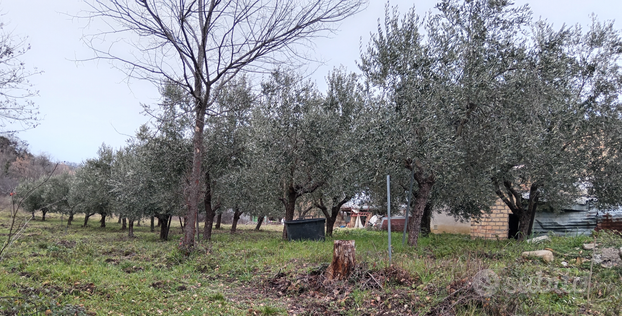 Terreno edificabile con piante di ulivo