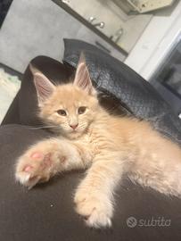 Cuccioli di Maine coon linea russa