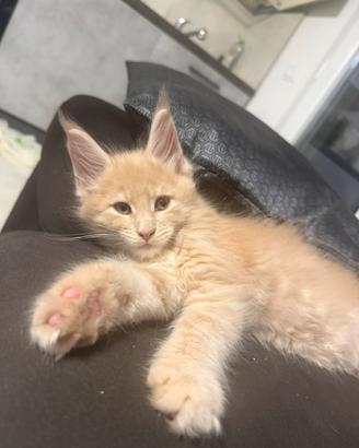 Cuccioli di Maine coon linea russa