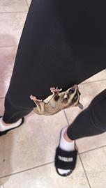 Petauro dello zucchero