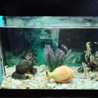 acquario 25 litri