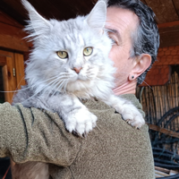 Maschio Maine Coon per monta