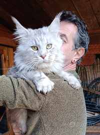 Maschio Maine Coon per monta