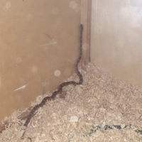 Serpente del grano