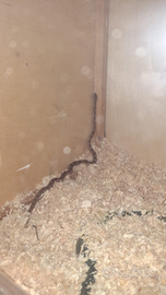 Serpente del grano
