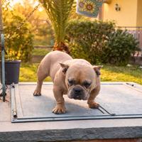 Cucciolone bully micro 9 mesi