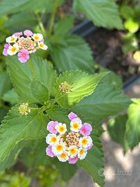 Piante lantana