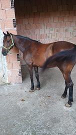 Cavallo