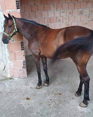 Cavallo