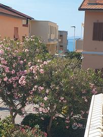 A Castiglione della Pescaia, nella Maremma Toscana