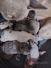 Bulldog francese cuccioli