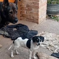 Cane cucciolo