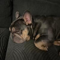 Bulldog francese disponibile PER MONTA