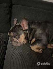 Bulldog francese disponibile PER MONTA