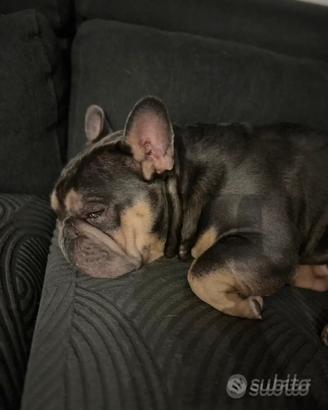 Bulldog francese disponibile PER MONTA