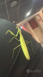 Mantide religiosa verde