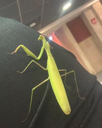 Mantide religiosa verde