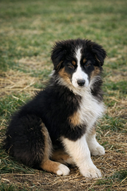 Pastore australiano ( australian shepherd)enci