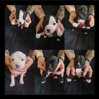 Cuccioli di Amstaff