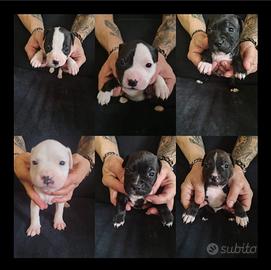 Cuccioli di Amstaff