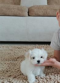 Maltese cuccioli