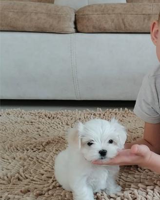 Maltese cuccioli