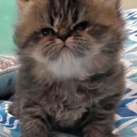 Gatto persiano MASCHIO