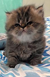 Gatto persiano MASCHIO