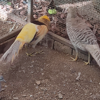 Fagiano dorato giallo