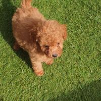 Barboncino maschi & femmine