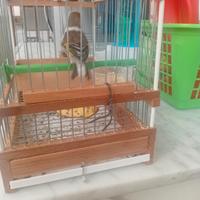 Incardellato pezzato