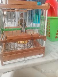 Incardellato pezzato