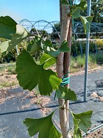 Ginko biloba