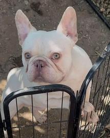 Bulldog Bouledogue Francese X Accoppiamento/Monte