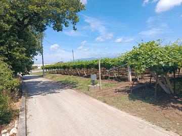Vigneto