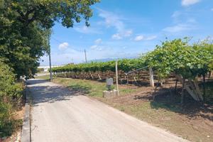 Vigneto